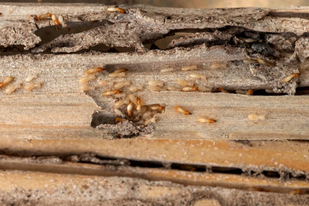 Bird Control in Fox Crossing, WI